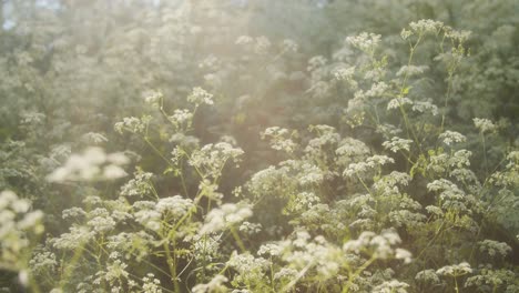 Flowers-in-the-wind-at-summer-sunset