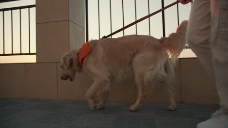 close-up shot, a girl walks her light-colored dog in the morning. captivating transfusion of sunlight