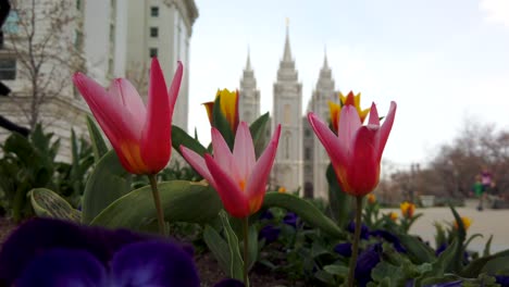 beautiful spring flowers garnish the grrounds of the mormon temple square