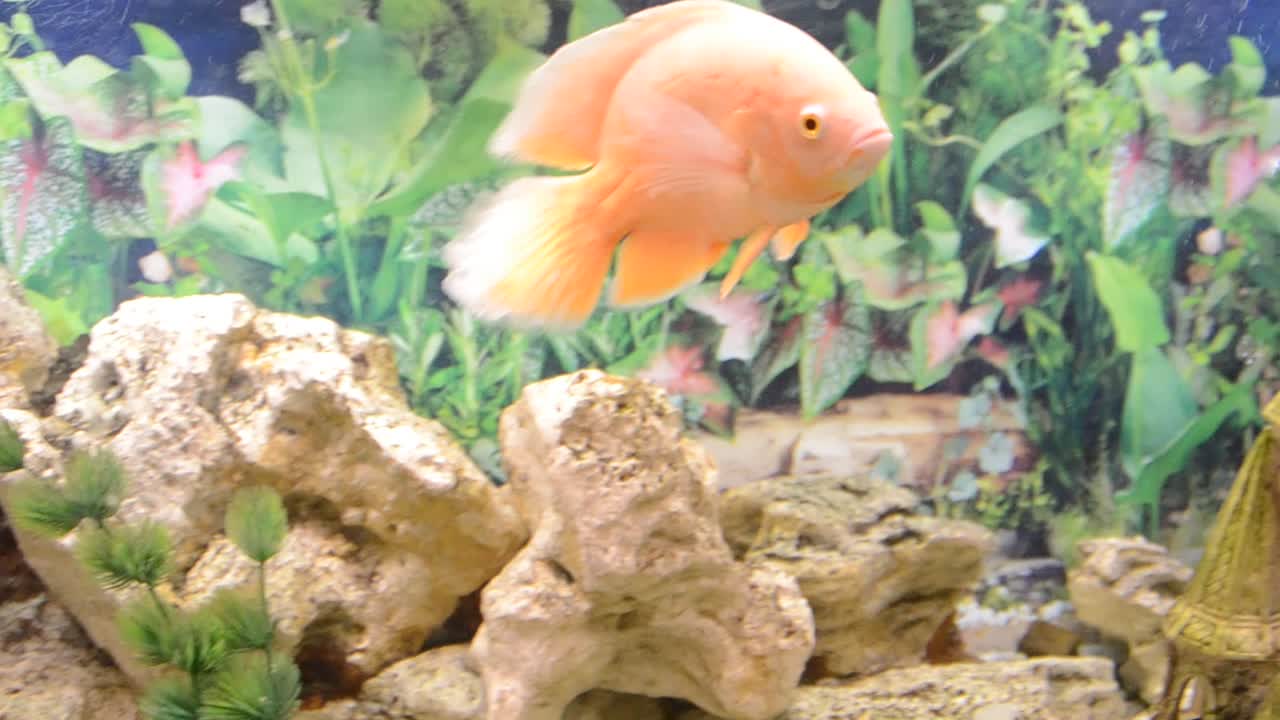 Aquário com peixes