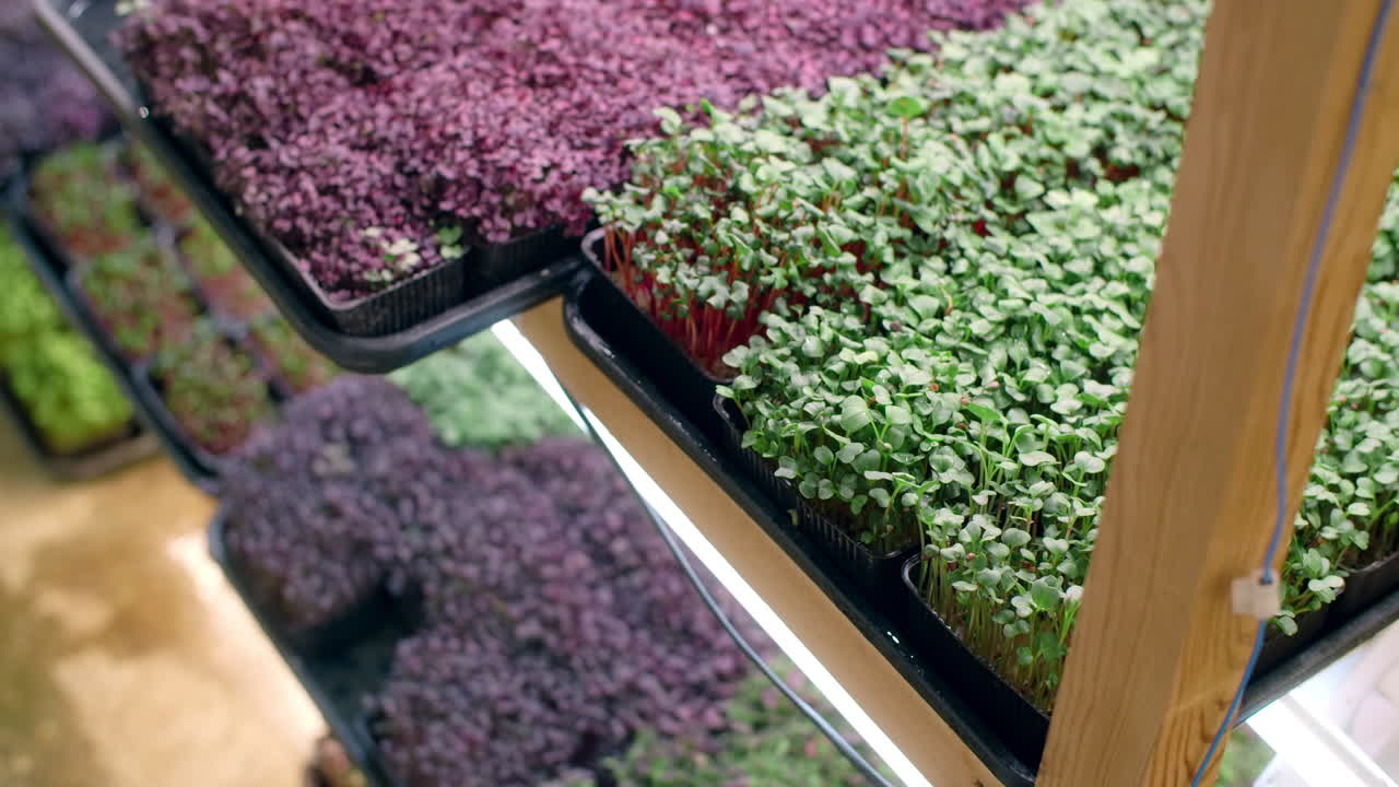 Microgreens Cultivation and Harvesting