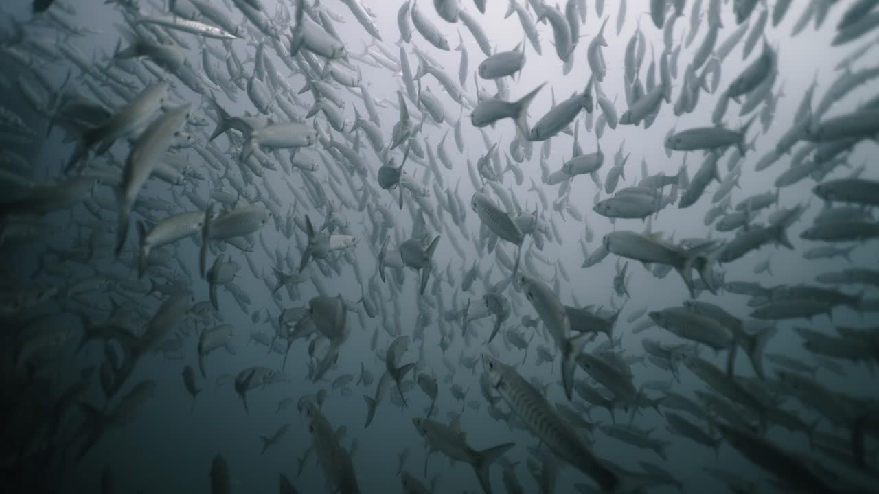 A large school of fish swimming underwater in a hazy environment