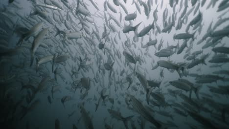 a large school of fish swimming underwater in a hazy environment