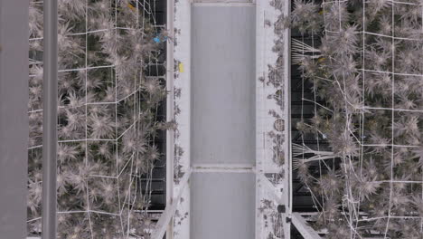 drone flyover cannabis plantation in modern greenhouse in california