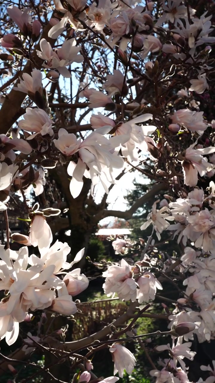 Pink magnolia blossoms on tree branches sway gently in sunlight during springtime