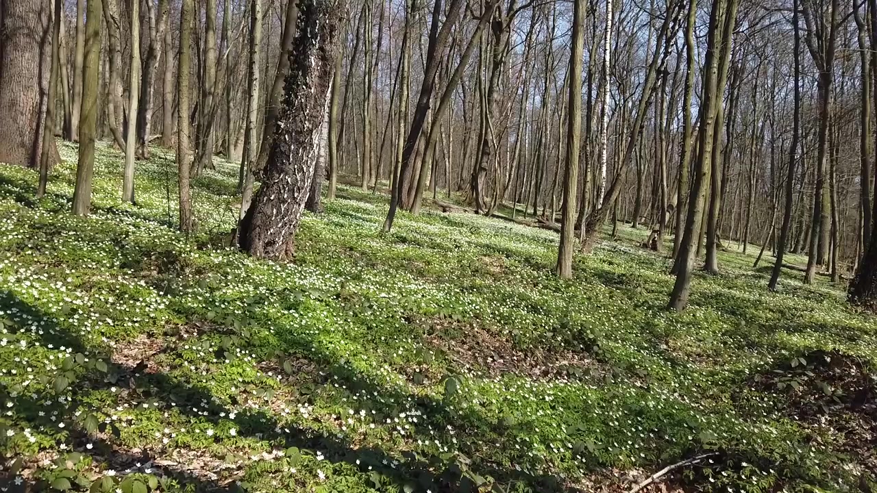Anemoni bianchi nella foresta