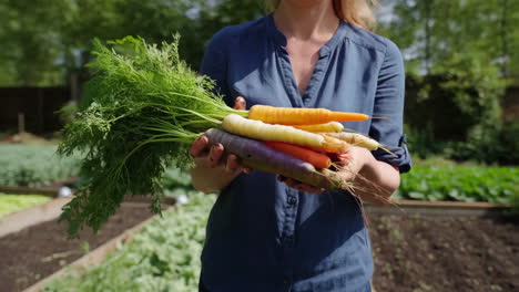 woman holding a bunch of freshly harvested colorful carrots in a garden