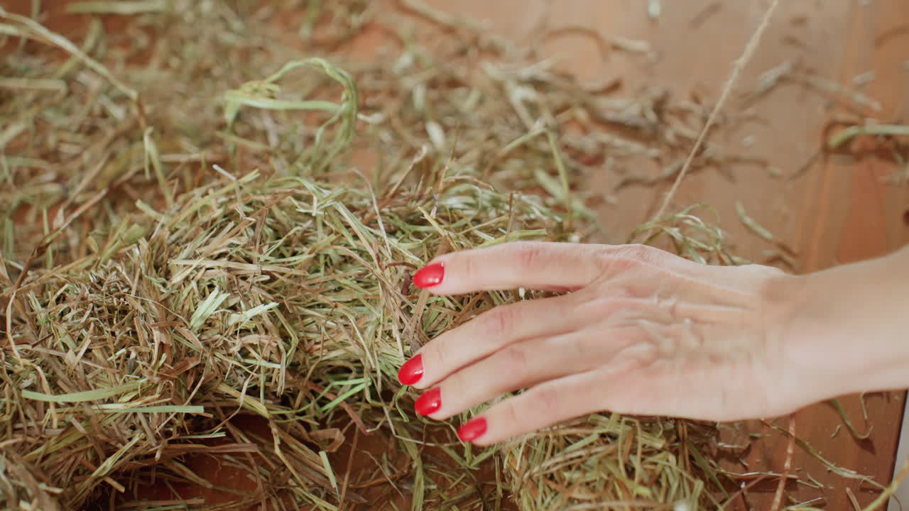Hands with red nails shaping hay wreath on wooden table, carefully arranging straw material for handmade natural rustic decoration, crafting eco-friendly ornament in artisan workspace
