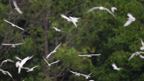 Terns-are-seabirds-that-can-be-found-all-throughout-the-world-at-sea,-rivers,-and-other-wider-bodies-of-water