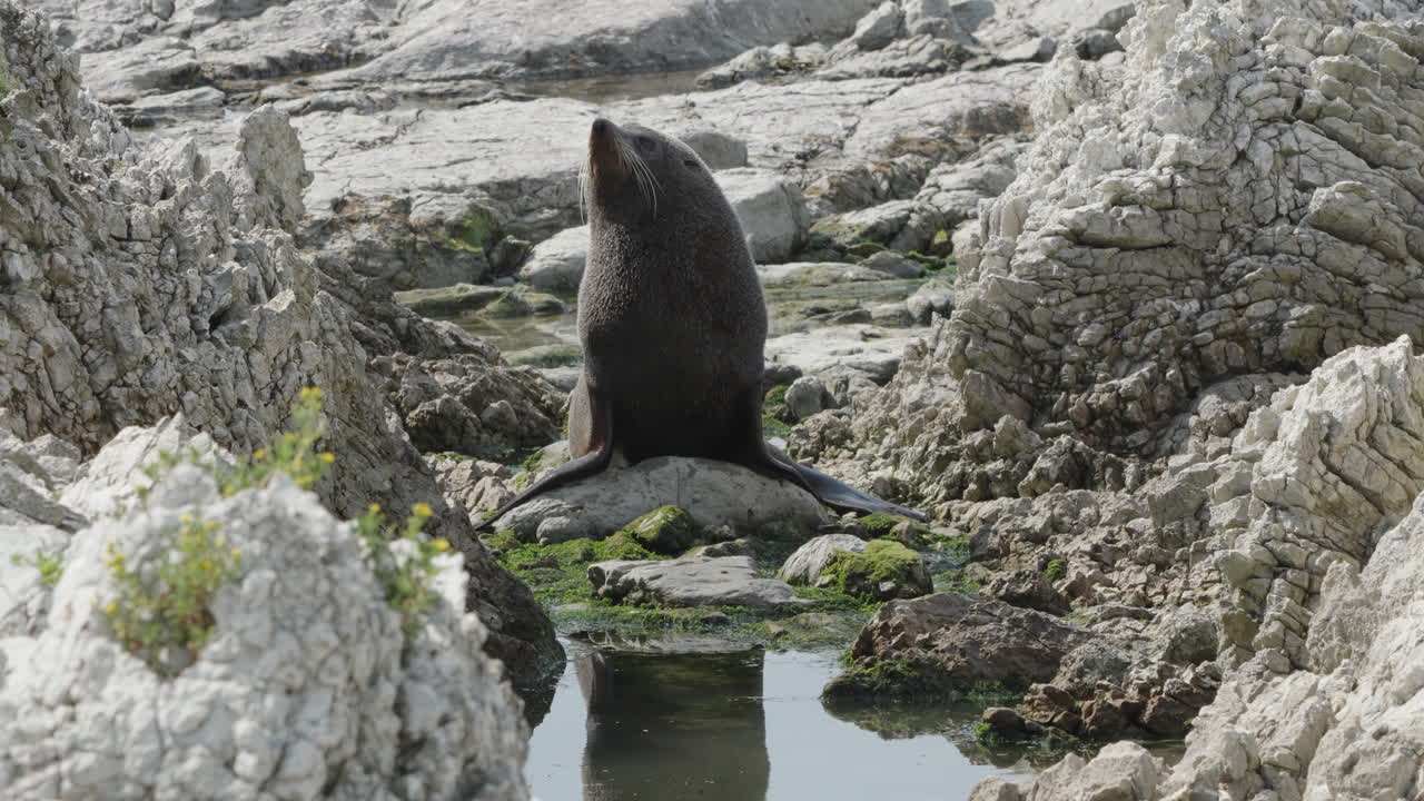 Una singola otaria da pelliccia Kekeno sulla costa rocciosa di Kaikoura nell'Isola del Sud, Nuova Zelanda
