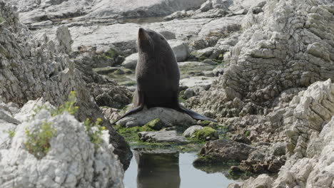 foca pelosa kekeno solitaria sulla costa rocciosa di kaikoura nell'isola meridionale della nuova zelanda