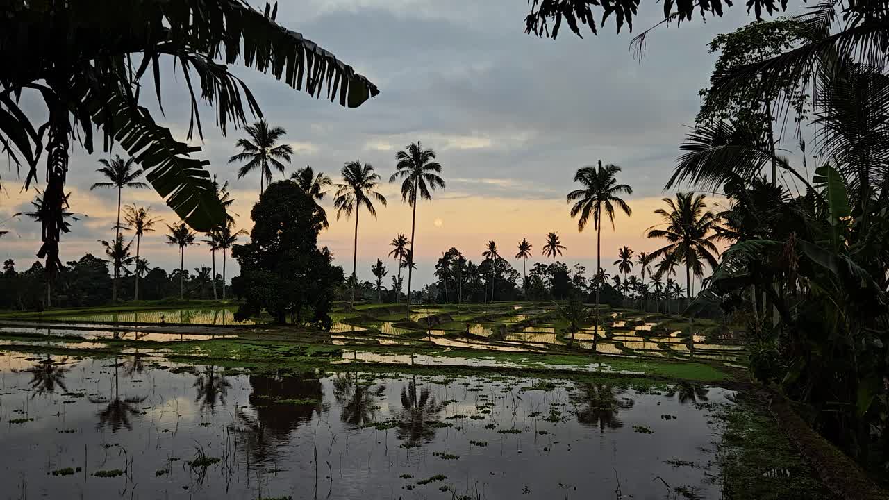 Risaia indonesiana con riflessi sull'acqua e palme