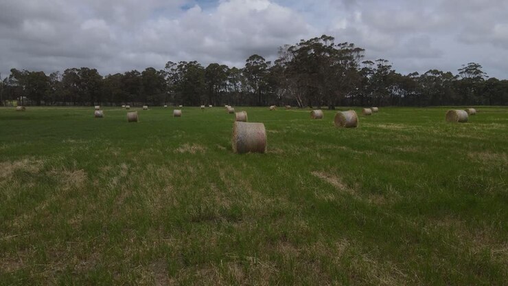 Margaret River, Batı Avustralya'da bulutlu bir günde birçok ot balyası bulunan tarım arazilerine havadan yörünge çekimi