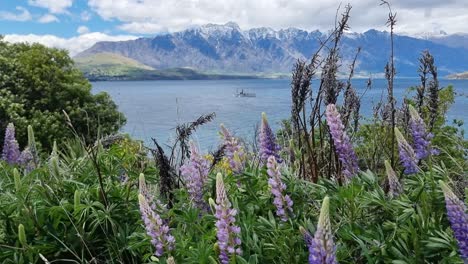 lupins blowing in the wind with snow capped mountains and lake wakitipu and a steam boat going past