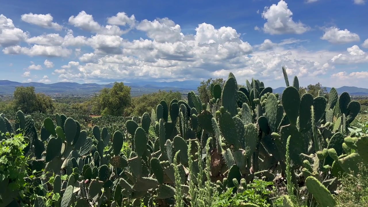 Inquadratura ampia 4K di un denso campo di cactus nopal opuntia verdi sotto un cielo azzurro brillante con nuvole bianche nello Stato del Messico