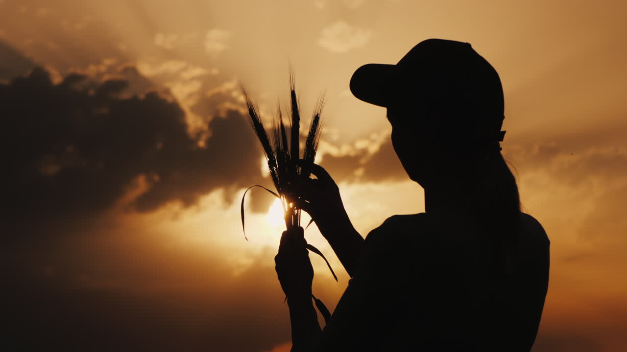 지는 태양 뒤에서 밀 이삭을 연구하는 농업 경제학자