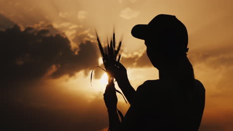 agronomist studying the ears of wheat in the rays of the setting sun rear view