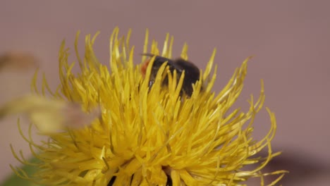 A-macro-close-up-shot-of-a-bumble-bee-on-a-yellow-flower-searching-for-food