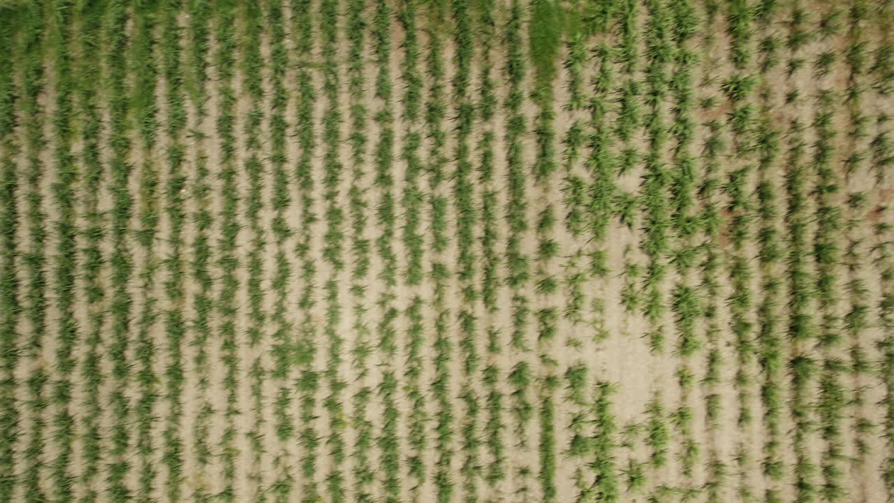 Aerial flyover green agricultural field with growing plants and grains during sunlight