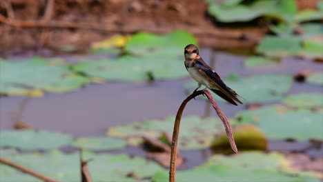 Ein-Kleiner,-Sich-Schnell-Bewegender-Vogel,-Der-Fast-überall-Auf-Der-Welt-Zu-Finden-Ist-Und-Die-Meiste-Zeit-Herumfliegt,-Um-Kleine-Insekten-Zu-Fangen