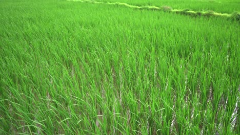 rice field looking super green