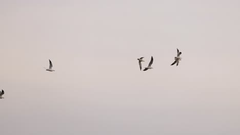 a flock of red-billed gulls gracefully flying against a soft, overcast sky in ocean grove, australia