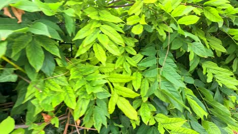 vibrant green leaves in a dense bush