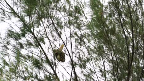 strong wind swaying a group of streaked weaver which perched on the nest