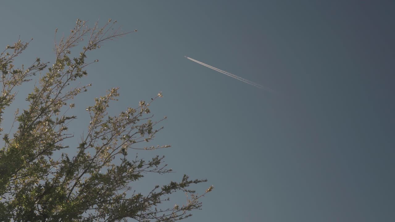 el avión vuela por el cielo dejando estelas y estelas químicas con un árbol en primer plano 4k