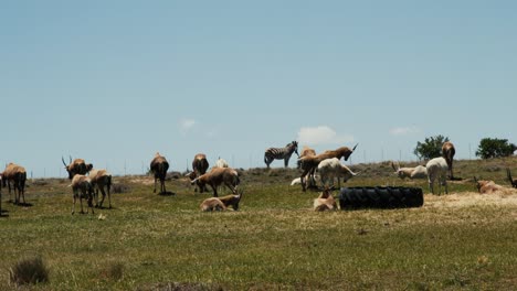 cebra y antílope en una reserva natural