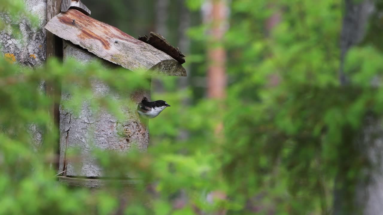 여름날 새집 지붕에 새끼를 먹이고 새집 지붕에 앉은 얼룩덜룩한 새