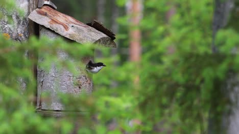 pied flycatcher birds feeding hatchlings and perching on the roof of a birdhouse on a summer day