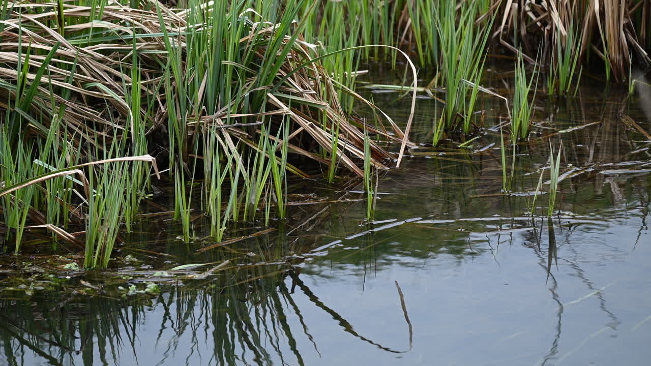 Reeds and plants by the River in spring