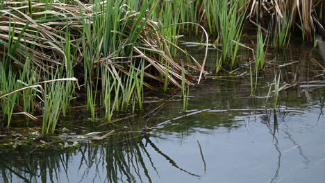 y plantas junto al río en primavera