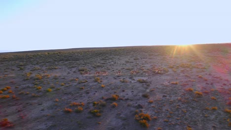 ángulo ancho siguiendo una manada de guanacos corriendo a través de los prados al atardecer polvo que se eleva en bahía bustamante