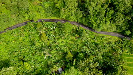 Campos-De-Arroz-De-Vegetación-Brillante-Y-Bosques-Cerca-De-La-Carretera-Rural-En-El-Oeste-De-Bali,-Indonesia