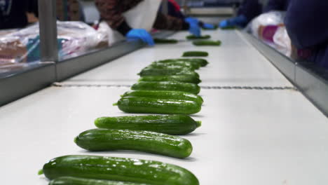 workers on line of packing fresh cucumbers, automatic line