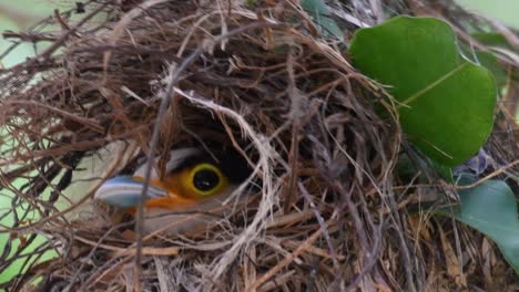 Der-Silberbrust-breitschnabel-Ist-Ein-Berühmter-Vogel-In-Thailand,-Sowohl-Lokal-Als-Auch-International