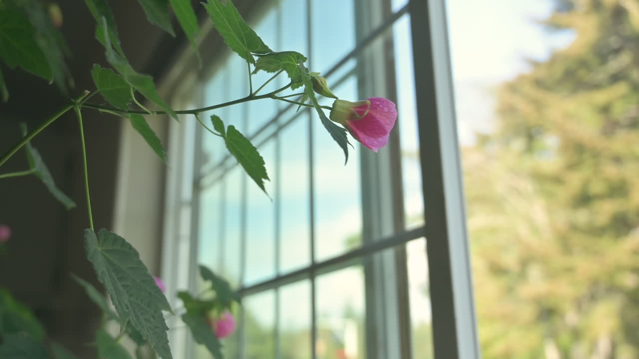 abutilon hybridum 분홍색 꽃, 꽃이 만발한 단풍나무라고도 불리며 창가에 있는 집 안에 있습니다.