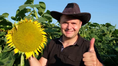 A Caucasian Farmer Inspects a Sunflower Crop and Raises his Thumb up a Caucasian Farmer Inspects a Sunflower Crop and Raises his Thumb up an Agronomist Works on a Yellow Sunflower Field Agriculture and County side Hard Worker Video