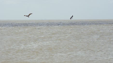 Two-pelicans-dive-into-the-water-of-Galveston-Bay