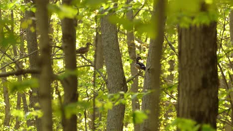 Zwei-Enten-Versteckten-Sich-Im-Wald-Und-Eine-Von-Ihnen-Flog-Davon