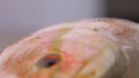 close-up view of a fish's eye and colorful scales