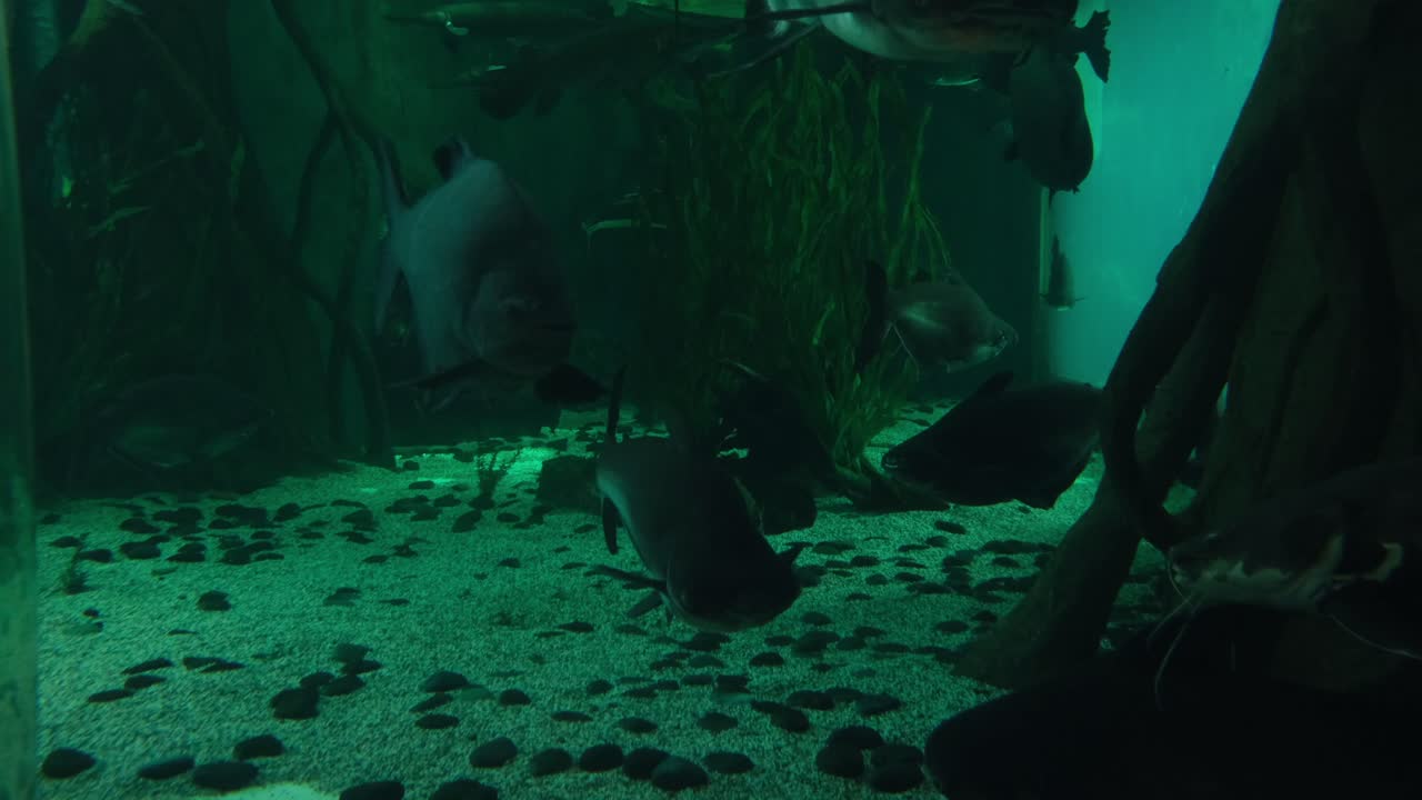 grandes peces de arrecife nadando bajo el océano. submarino