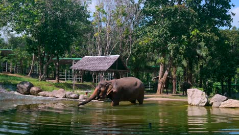 footage of an asian elephant in the water taking a bath and drinking the water