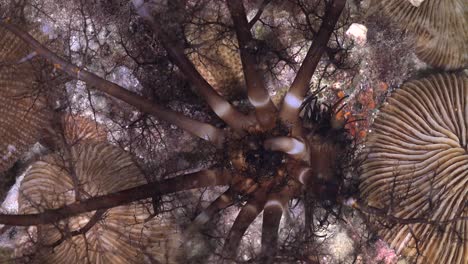 sea cucumber feeding close up on coral reef at night