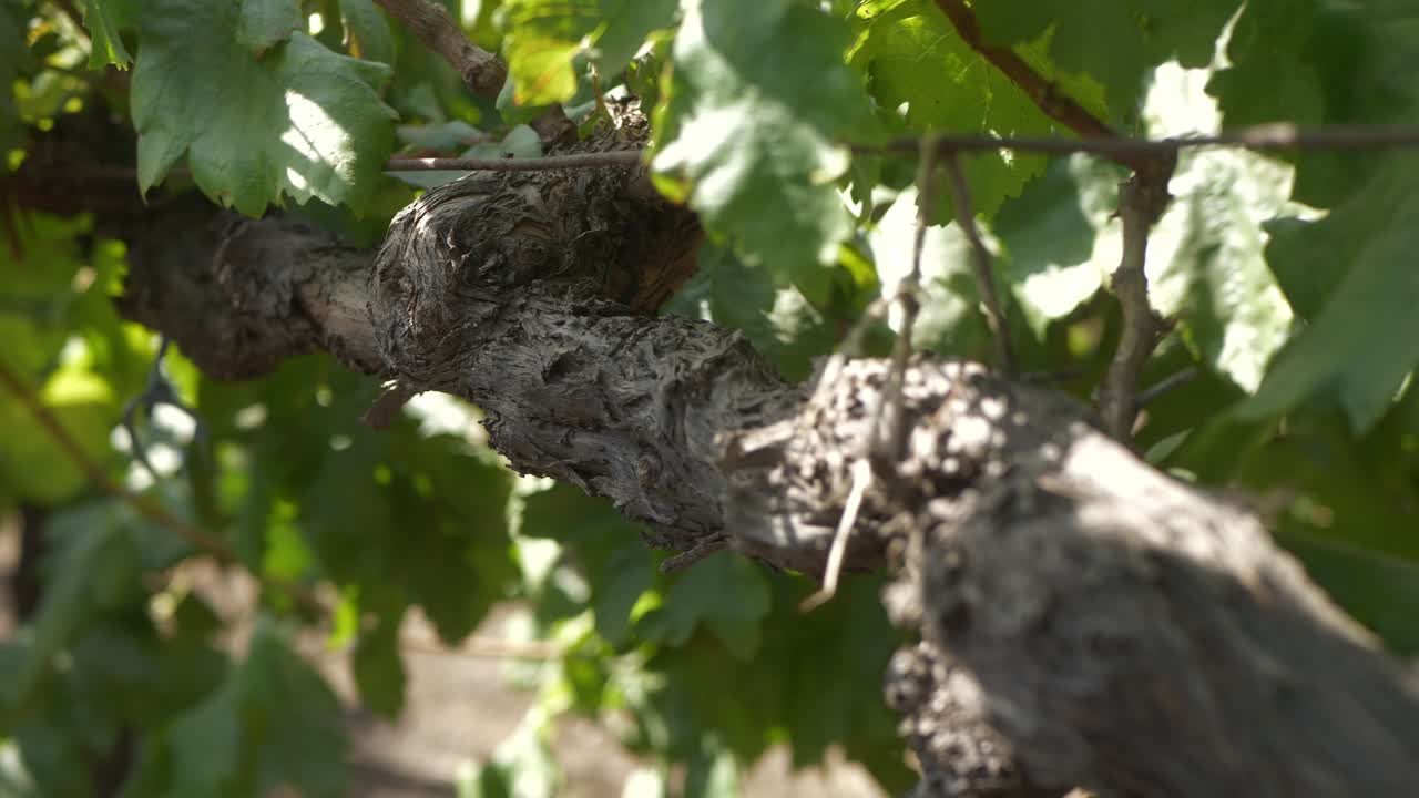 Closeup of grape cordon of a grapevine's trunk