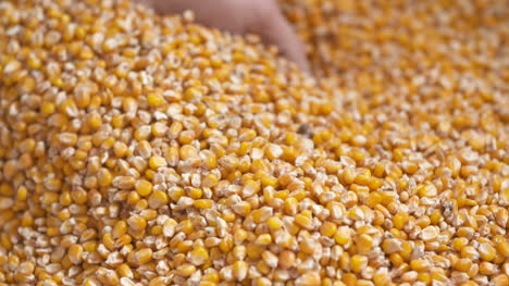 freshly harvested maize corn grains agriculture background corn harvesting