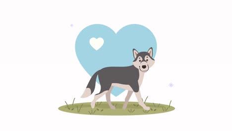 siberian husky mascot with heart animation