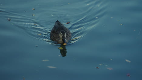 beautiful eastern spot-billed duck moving in calm water -slow motion